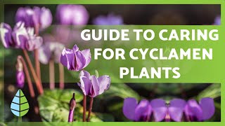 CYCLAMEN CARE 🌸 Irrigation Light Substrate Compost and more [upl. by Nas929]