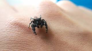 Jumping spider jump [upl. by Notrab]