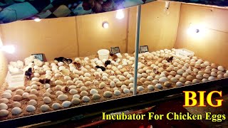 Incubator for Chicken Eggs  BIG Incubator For Hatching Eggs at Home  Egg Incubator  Birds Palace [upl. by Araminta]