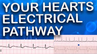 How Your Heart’s Electrical Pathway Powers Each Beat [upl. by Mussman]