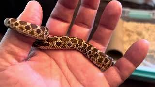 Christine my Red albinolucy female western hognose snaketub upgrade [upl. by Lombard]