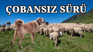 ÇOBANSIZ SÜRÜ KANGALLARA VE BİR EŞEĞE EMANET [upl. by Niarda622]