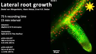 Lateral root growth [upl. by Sissy]