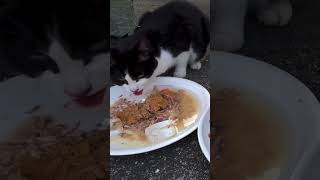 熱中症警戒アラート中のさくら猫の朝ごはん2 Sakura Cats breakfast during heat stroke alert shorts さくら猫 野良猫 [upl. by Tracey785]