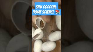 Silk cocoon  textile  home science tgt pgt youtubeshorts ytshorts shorts youtubevideos short [upl. by Ianej]