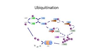 Ubiquitination E1 E2 and E3 enzyme Code 166 [upl. by Dickie]