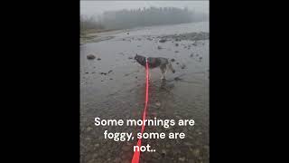 Foggy Morning youtubeshorts shorts husky [upl. by Keith]