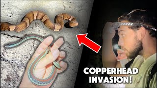 Copperhead Invasion on this Austin Texas Nature Trail [upl. by Norda]