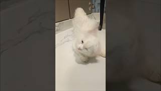 White Cat Rapid Head Shake in Slow Motion shorts whitecat slowmotion [upl. by Yelyak404]