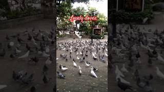 chacaruncho lovelydoves dove padrepio viralvideo youtubeshorts [upl. by Yk]