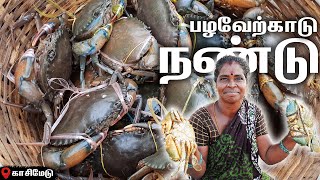 Pazhaverkadu Crab LIVE  Kasimedu Fish Market  Pulicat Live Crab  Palaverkadu River Crabs [upl. by Longfellow]