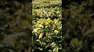 Tea Garden Darjeeling heritage darjeeling youtubeshorts youtubevideo music song flute [upl. by Ggerk]