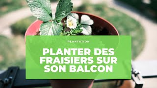 Planter les fraisiers en pot sur son balcon [upl. by Cathlene]