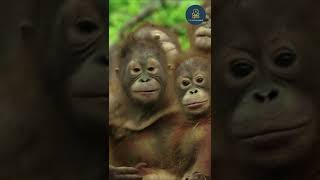 Orangutan Jungle School Snake  The Amazing World [upl. by Enailil]