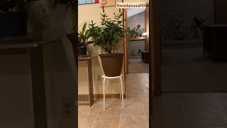 5 IKEA Find ikea diy tutorial homedecor plants furniture table chair planter stand [upl. by Seleta407]