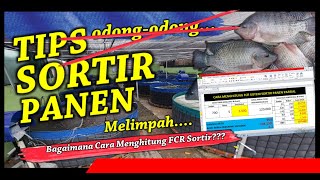 Panen Sortir  Panen Parsial  Hitung FCR  Kolam Bioflok Ikan Nila [upl. by Enomaj]