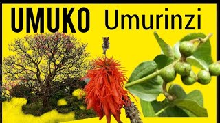 UMUKO UMURINZI UMUTI WAGATANGAZA [upl. by Ruben]