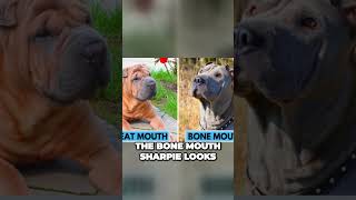 Meat Mouth Shar Pei vs Bone Mouth Shar Pei [upl. by Onibas829]