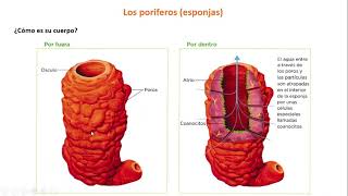 Invertebrados Poríferos y Cnidarios 1º ESO [upl. by Anilet777]