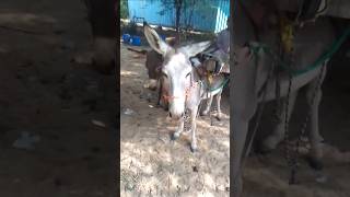 animals donke plzsubscribemychannel [upl. by Marchall]