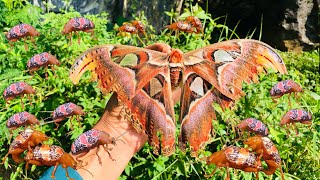 Catch giant butterflies hunt insects along caves hunt beetles [upl. by Lune]