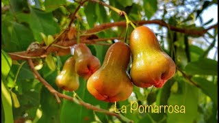 El árbol de la Pomarrosa Manzana Rosa Cuidados y siembra Contenido en Hierro Calcio etc [upl. by Suhpoelc]