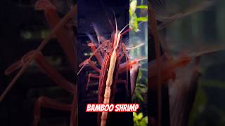 Bamboo Shrimp in 400 Gallon Community Aquarium [upl. by Pergrim672]