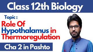 Role of hypothalamus in thermoregulation  pashto  Home of biology [upl. by Bowe927]