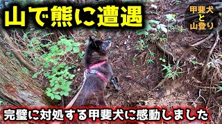 山登りで熊に遭遇！甲斐犬の対処方法が完璧すぎて感動しました【甲斐犬と登山：御岳山編 第４話】 [upl. by Waltner203]