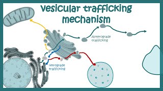 Vesicle trafficking  vesicle transport in cell  molecular mechanism [upl. by Ahseer28]