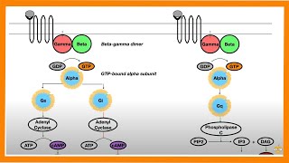 Signal Transduction Pathways GProtein Receptor Tyrosine Kinase cGMP [upl. by Eugnimod]