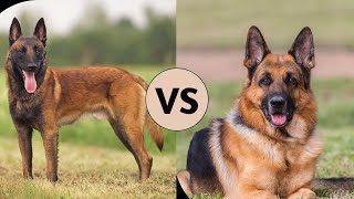 Belgian Malinois Vs German Shepherd Comparison [upl. by Novaat177]