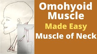 Omohyoid muscle  Infrahyoid muscle  omohyoid muscle origin insertion action  Ansa cervicalis [upl. by Hgielhsa]