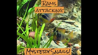 Why are my German Blue Rams ATTACKING my Mystery Snails [upl. by Mandel]