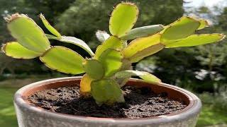 Lidcactus verpotten en verzorgen Christmas cactus repotting and care [upl. by Eugenius]