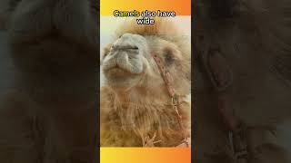 Camels Can Survive Without Water For TWO WEEKS🐪🐫🐪🐫🏜️animals animalfacts shorts [upl. by Hole]