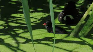 Common Moorhen and its chick [upl. by Llerrom]