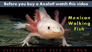 Mexican Walking Fish  Axolotl  Knowing Caring and Breeding [upl. by Aivatnuhs]