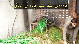 Pet Animals k lye chara ki tyari  The Best Pet Food Prep Tools [upl. by Assyla]