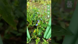 닭의장풀 닭의장풀 Commelina communis L [upl. by Paris]