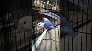 Sorotan 1237  1737 dari PROMO LOVEBIRD [upl. by Ulberto]