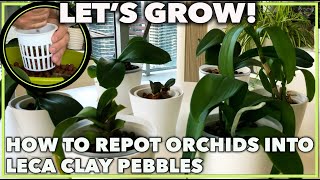 HOW TO REPOT ORCHIDS INTO LECA A how to guide [upl. by Adlog]