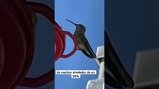 Colibrí hembra características amantesdelanaturaleza naturalezaviva colibrí hummingbird birds [upl. by Ackerley]