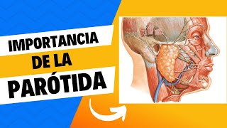 IMPORTANCIA DE LA GLÁNDULA PARÓTIDA Y EL NERVIO FACIAL [upl. by Melva479]