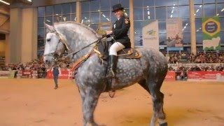 PAY PER VIEW montado Gran Campeon Percheron Agroexpo 2015 [upl. by Pang]