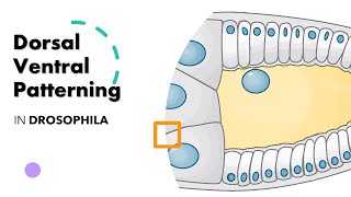 DORSAL VENTRAL PATTERNING IN DROSOPHILA ANIMATION [upl. by Amleht568]