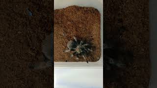 Brachypelma Emilia [upl. by Aleetha]