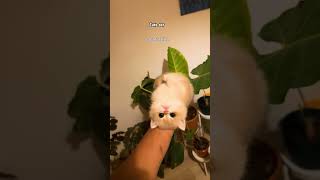 funnyvideo cat [upl. by Illil858]