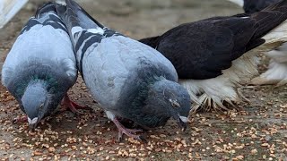 FANCY PIGEONS [upl. by Netsrik]