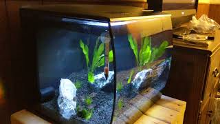 9 Gallon Fluval Flex Setup [upl. by Ahsenek]